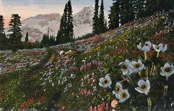 'The Anemone in Mount Rainier National Park', c1916. Artist: Asahel Curtis.