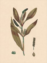 'Potamogeton rufescens. Reddish Pondweed', 19th Century. Artist: Unknown.