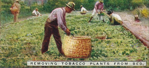 'Removing Tobacco Plants from Bed', 1926. Artist: Unknown.