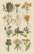 Varieties of British wildflowers, 1947 Artist: Unknown.