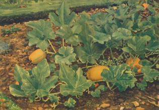 'Vegetable Marrows', 1947. Artist: JE Sowerby.