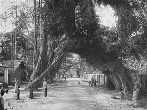 'Malerischer alter Feigen baum (Ficus indica) an der Strasse Clombo-Galle bei Kalutara', 1926. Artist: Unknown.