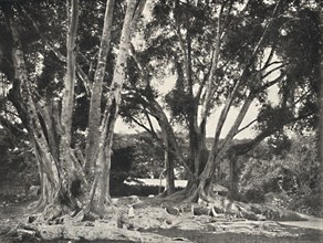 'Gummibaume (Ficus elastica)', 1926. Artist: Unknown.