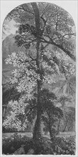 'Big Tree', 1883. Artist: Unknown.