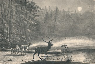 'Deer on Lake St. Regis, at night', 1883. Artist: Unknown.