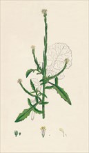 'Sisymbrium officinale. Common Hedge-mustard', 19th Century. Artist: Unknown.