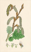 'Populus canescens. Gray Poplar', 19th Century. Artist: Unknown.
