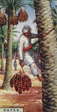 'Dates. - Gathering the Fruit, N. Africa', 1928. Artist: Unknown.