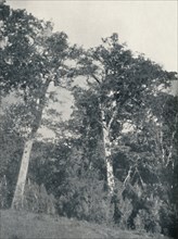'A Forest of Antarctic Beech at Temuco', 1911. Artist: Unknown.