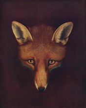 'Renard the Fox', c1800, (1922). Artist: Philip Reinagle.