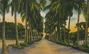 'Coconut Avenue, Barranquilla', c1940s, Artist: Unknown.
