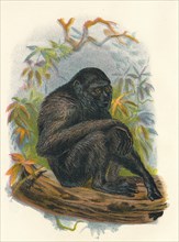 'The Siamang Gibbon', 1897. Artist: Henry Ogg Forbes.