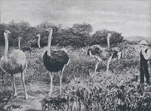 'Ostriches', 1924. Artist: Unknown.