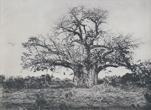 'Baobab-Tree', 1924. Artist: John Kirk.