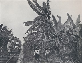 'Banana Plantation', 1924. Artist: Unknown.