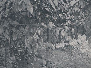 'Cacao Tree', 1924. Artist: J.S Fry & Sons.