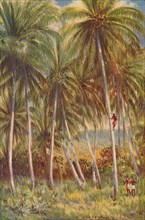 'Coco-nut Palms', 1924. Artist: Unknown.