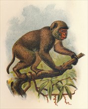 'St. John's Macaque', 1897. Artist: Henry Ogg Forbes.