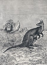 'Kangaroo', 1924. Artist: Unknown.