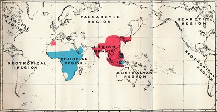 'Anthropoidea - VI. Map distribution of various species (Blue)  and Macacus (Red)', 1897. Artist: Unknown.