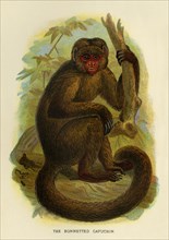 'The Bonneted Capuchin', 1896. Artist: Henry Ogg Forbes.