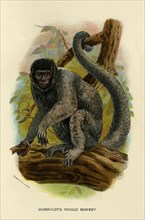'Humboldt's Woolly Monkey', 1896. Artist: Henry Ogg Forbes.