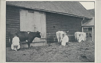 'Milking Cows', 1910. Artist: Pictorial Agency.