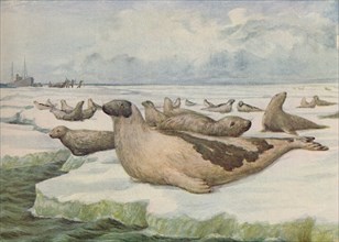 'Seal-Hunting, Newfoundland', 1916. Artist: Lowther, C.G.