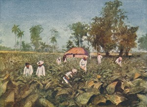 'Tobacco Plantation, Cuba', 1916. Artist: Claude Pratt.