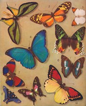 'The Marvellous Colour of the Butterflies', 1935. Artist: Unknown.