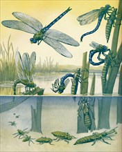 'The Beautiful Dragonfly's Life Story', 1935. Artist: Unknown.
