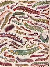 'A Hundred Different Knds of Caterpillars of Butterflies and Moths', 1935. Artist: Unknown.