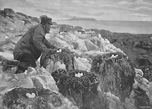 'Cormorants' Nests, Farne Islands', c1896. Artist: M Aunty.