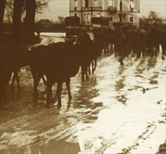 Mule train with supplies, Verdun, northern France, c1914-c1918. Artist: Unknown.