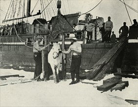 'Disembarking the Ponies', c1910?1913, (1913). Artist: Herbert Ponting.