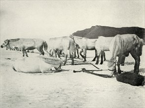 'Ponies Tethered Out on the Sea-Ice', c1910?1913, (1913). Artist: Herbert Ponting.