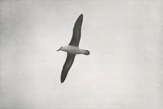 'Albatross Soaring', c1910?1913, (1913). Artist: Herbert Ponting.