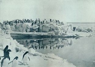 'Penguins on Ice-Foot', c1911, (1913). Artist: G Murray Levick.