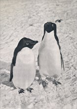 'A Pair of Adélie Penguins', c1911, (1913). Artist: Herbert Ponting.