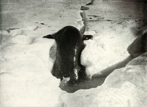 'A Weddell Seal Getting On To The Ice', November 1911, (1913). Artist: Herbert Ponting.