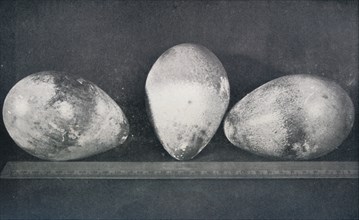 'Emperor Penguins' Eggs from Cape Crozier', 1911, (1913). Artist: Herbert Ponting.