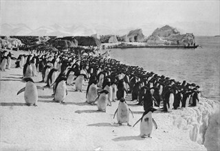 'Penguins Promenade', c1911, (1913).  Artist: G Murray Levick.