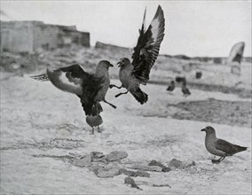 'Skua Gulls Fighting Over Some Blubber', 1911, (1913). Artist: G Murray Levick.
