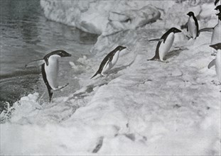 'Penguins Jumping On to The Ice-Foot', c1911, (1913).  Artist: G Murray Levick.