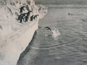 'Penguins Diving', c1911, (1913). Artist: Herbert Ponting.