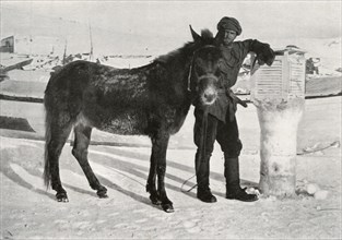 'Gran With Mule 'Lal Khan', c1911, (1913). Artist: Frank Debenham.