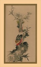 Pheasant, 1832, (1886).  Artist: Witherby & Co.