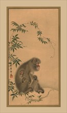 Monkey, 19th century, (1886). Artist: Unknown.