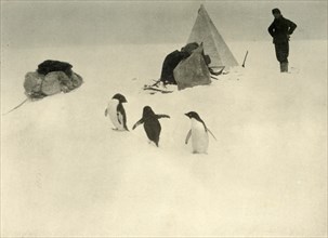 'Adelie Penguins Visit a Camp' c1908, (1909).  Artist: Unknown.