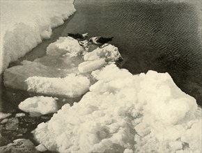 'Skua Gulls at the Ice-Edge', c1908, (1909).  Artist: Unknown.